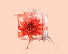 Ein gefrorener Würfel mit einer roten Blume, umgeben von spritzendem Wasser, vor einem sanften, peachfarbenen Hintergrund.